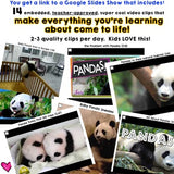 Pandas ... 5 days of animal research mixed w/ literacy skills, videos, & FUN