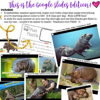 Hippos ... 5 days of animal research mixed w/ literacy skills, videos, & FUN